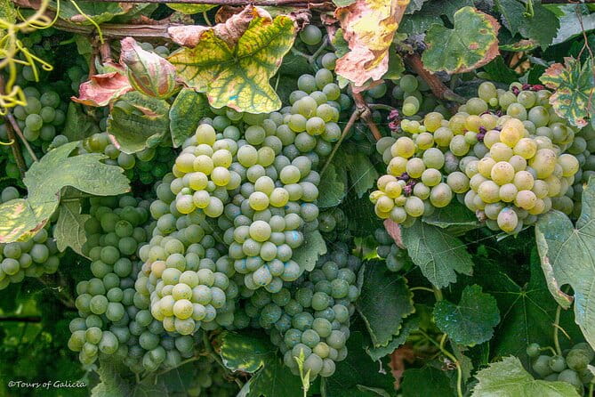 Rias Baixas PRIVATE Shore tour - The Sum Up