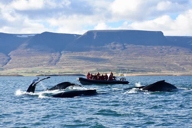 RIB boat express: Whales, Eyjafjord and Akureyri - The Itinerary and What You Can Expect
