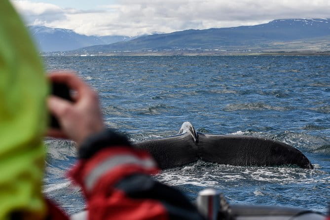RIB boat express: Whales, Eyjafjord and Akureyri - The Experience in Practice