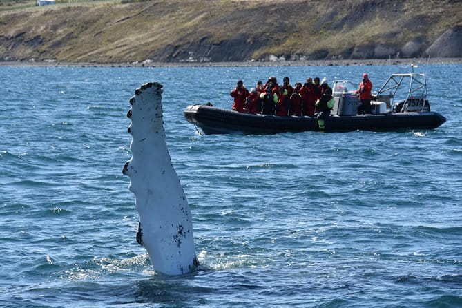 RIB boat express: Whales, Eyjafjord and Akureyri - Who Is This Tour For?