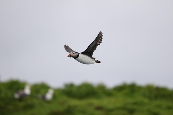 RIB Whale Watching Small-Group Boat Tour From Reykjavik - Tour Confirmation and Availability