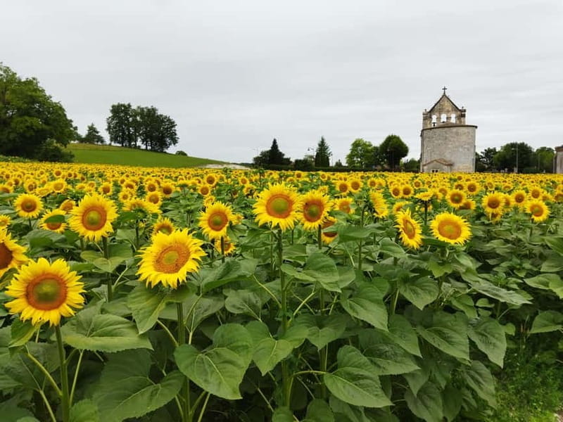 Ribagnac: Théo's Gourmet Tour - Exploring the Périgord on Electric Scooters