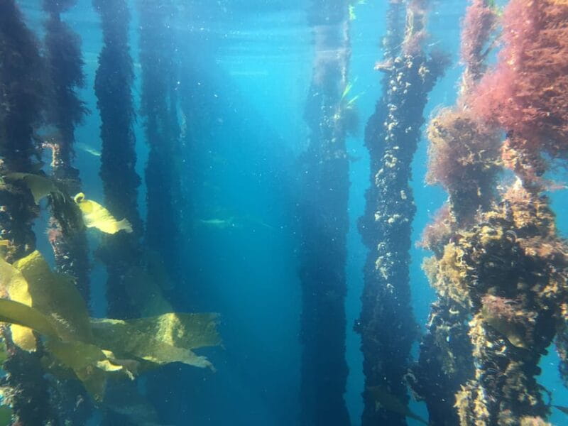 RIBEIRA: Mussel Boat Trip with Mussel Tasting - Final Thoughts: Authenticity and Value