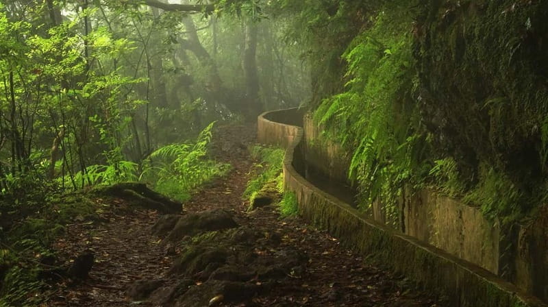 Ribeiro Frio / Portela Full day hike - Who Will Love This Tour?