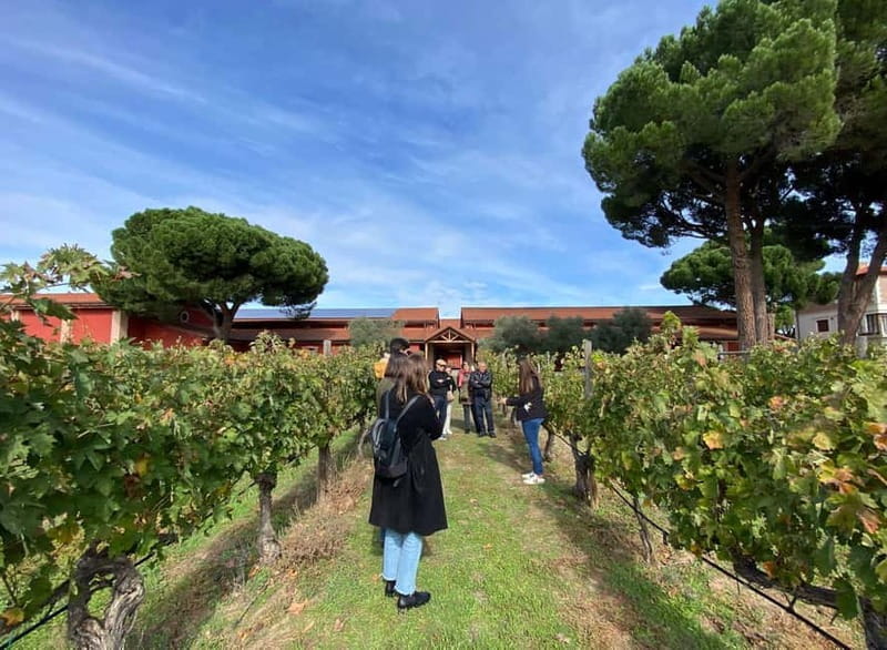 Ribera del Duero Tour: Three Wineries & Lunch from Madrid - Discovering the Heart of Spain’s Ribera del Duero