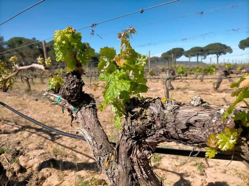 Ribera del Duero: Two Wineries with Transport from Madrid - Frequently Asked Questions