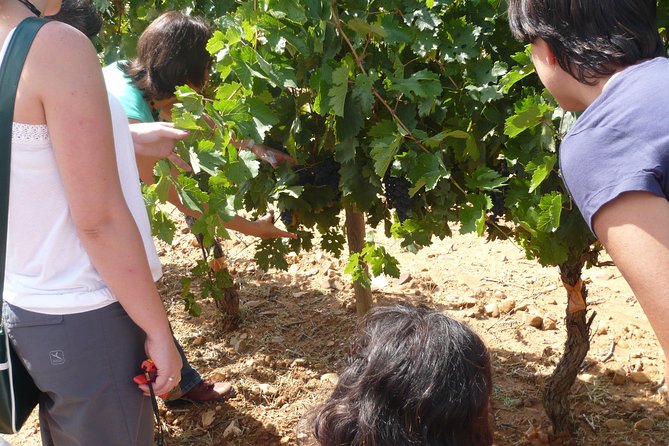 Ribera Del Duero Wineries Guided Tour & Wine Tasting From Madrid - Discovering Wineries