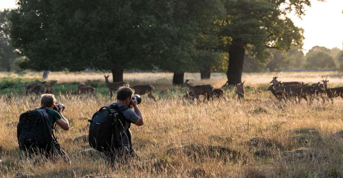Richmond Park, London: Sunset Wildlife Photography Workshop - Developing Photography Mindset