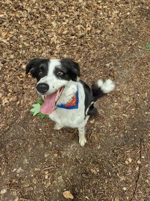 Ride Braovs Wild Trails with Daisy & Taste Local Life - Discovering the Carpathians on Electric Bikes: What to Expect