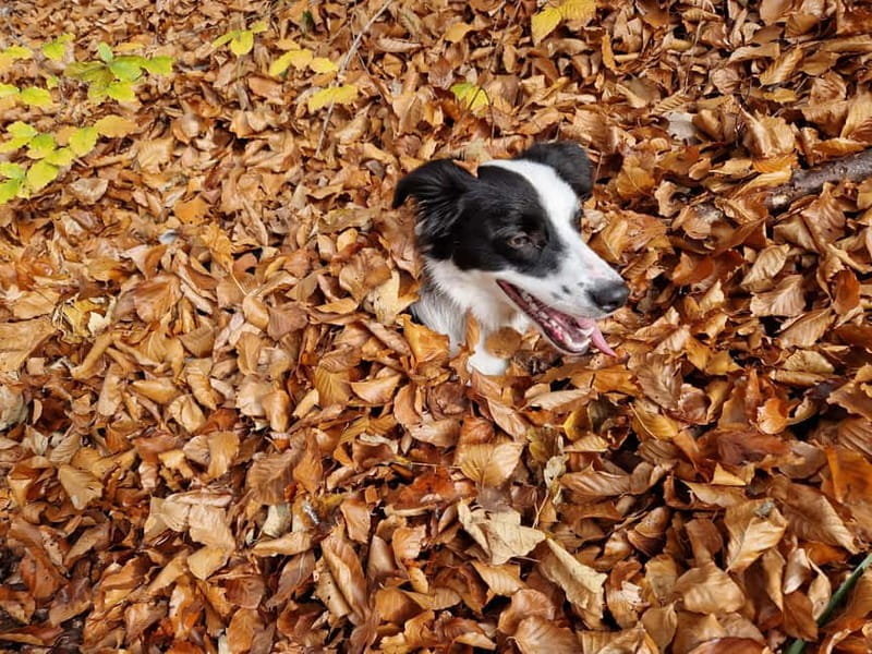 Ride Braovs Wild Trails with Daisy & Taste Local Life - Frequently Asked Questions