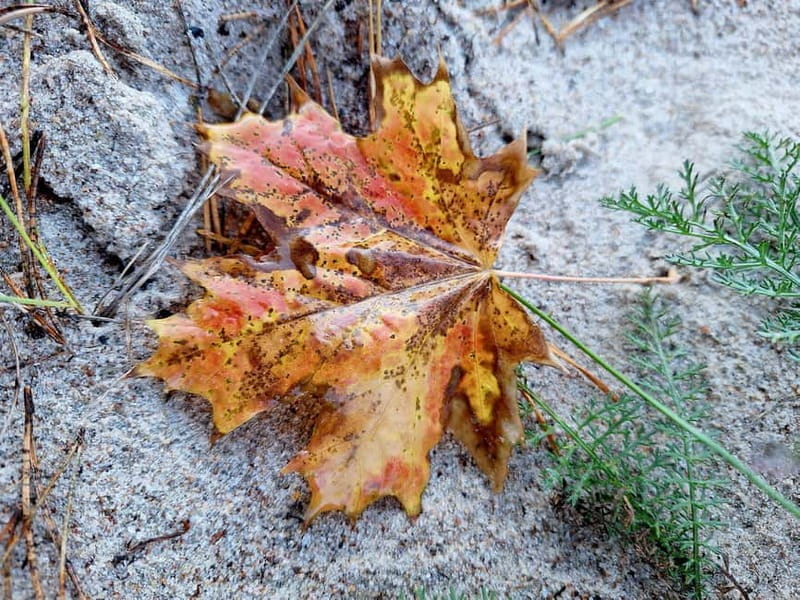 RIGA: Enjoy the Ethnographic Open-Air Museum of Latvia - Who Is This Tour Best For?