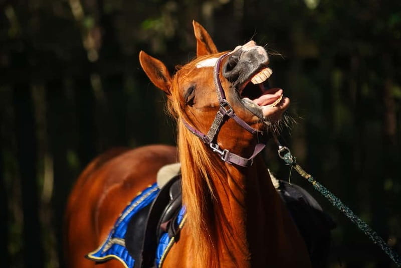 Riga Horse Riding tour along the Beach - Logistics: what to expect and how to plan