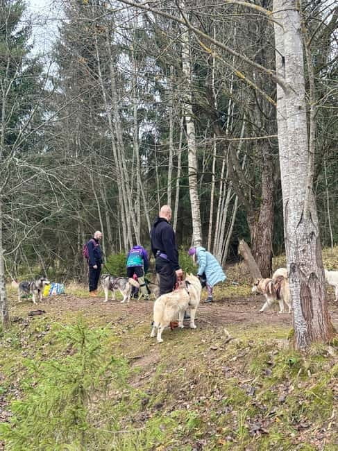 Riga: Husky Hike in the Nature Trail - Price and Overall Value