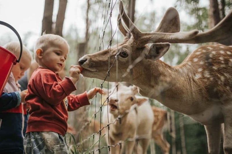 Riga to Sigulda & Cesis: Explore Latvias Medieval Castles - FAQ