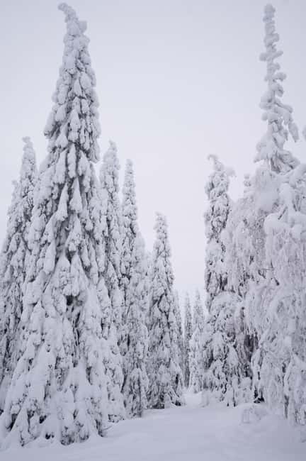 Riisitunturi National Park Private Photoshoot & Hiking - The Professional Photoshoot: Capturing the Moment