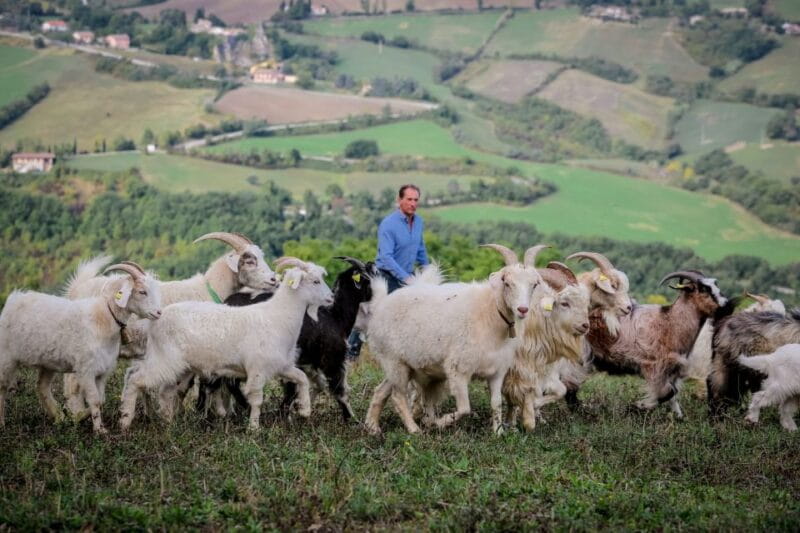 Rimini: San Leo Cashmere Farm Experience - Exploring the San Leo Cashmere Farm Experience in Depth