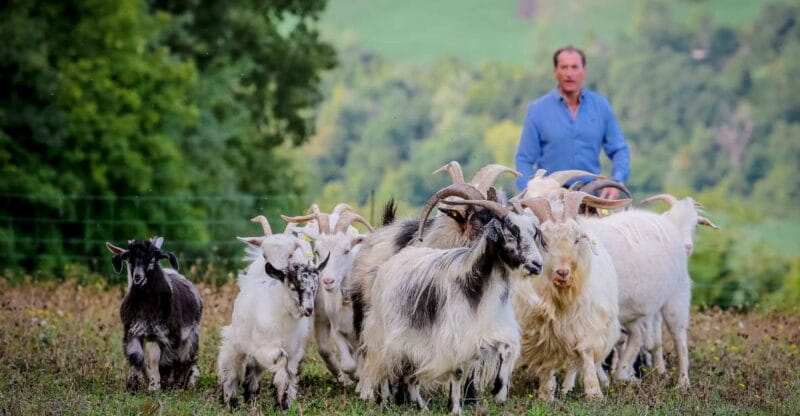 Rimini: San Leo Cashmere Farm Experience - Price and Practical Tips