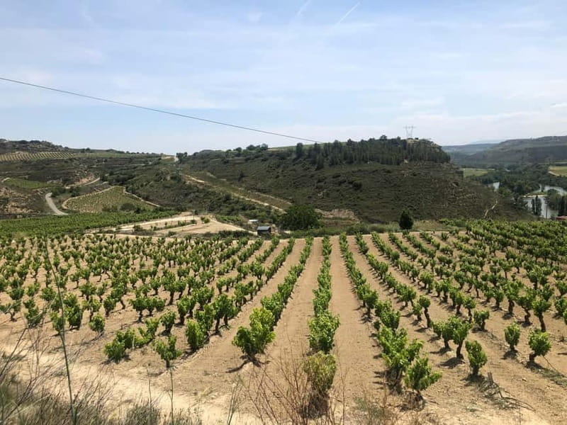Rioja Day Tour: Explore Three Wineries with Tastings - FAQs