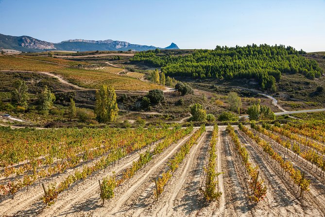 Rioja Wine Tour: 2 Wineries Visit With Tasting From San Sebastian - Discover Culinary Specialties