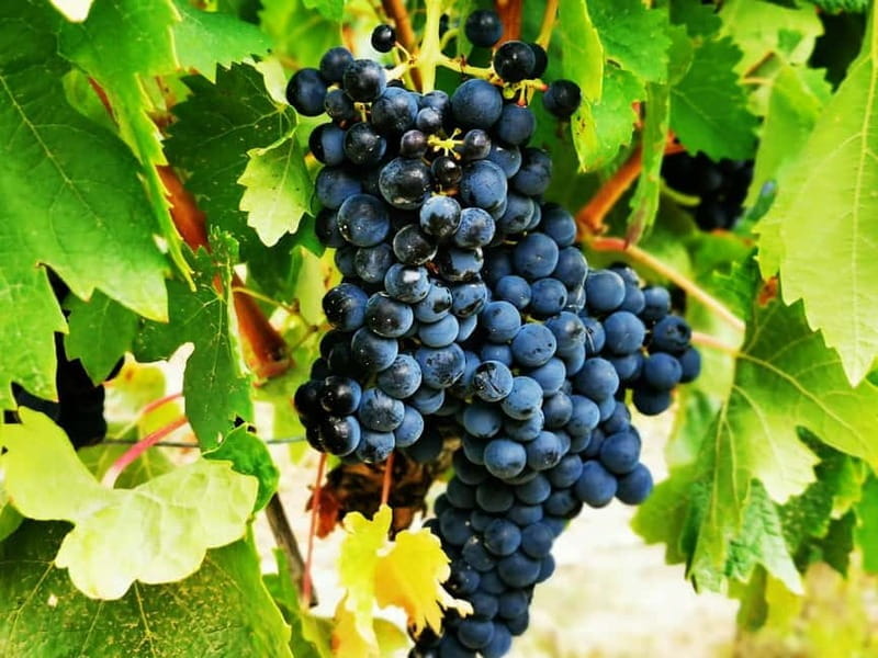 Rioja: Wine Tour with a Local Expert with Tastings - Frequently Asked Questions