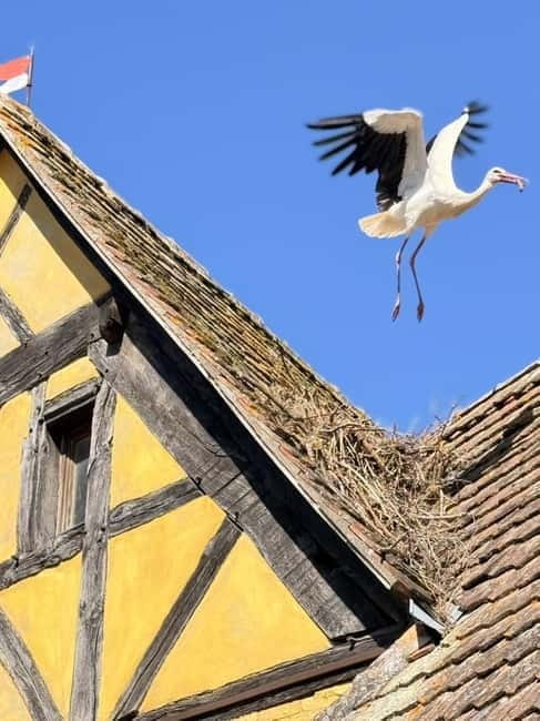 Riquewihr: the pearl of the vineyards with a local guide and tastings - The Charm and Reality of the Village