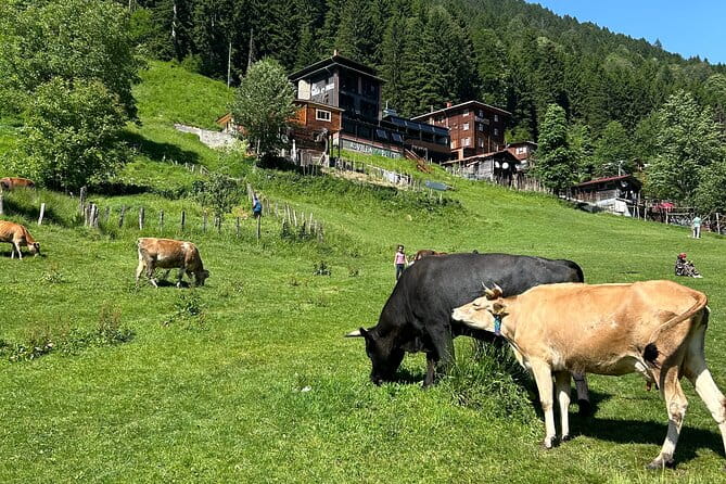 Rize and Ayder Tour Mountains and River - The Sum Up