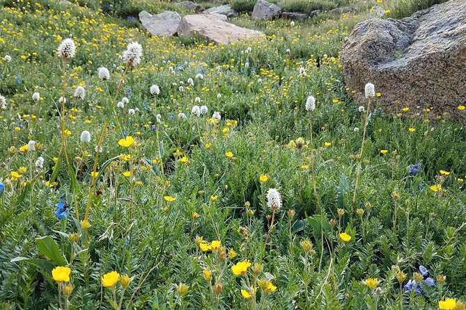 Rocky Mountain National Park in Summer Tour From Denver - Guest Feedback and Recommendations