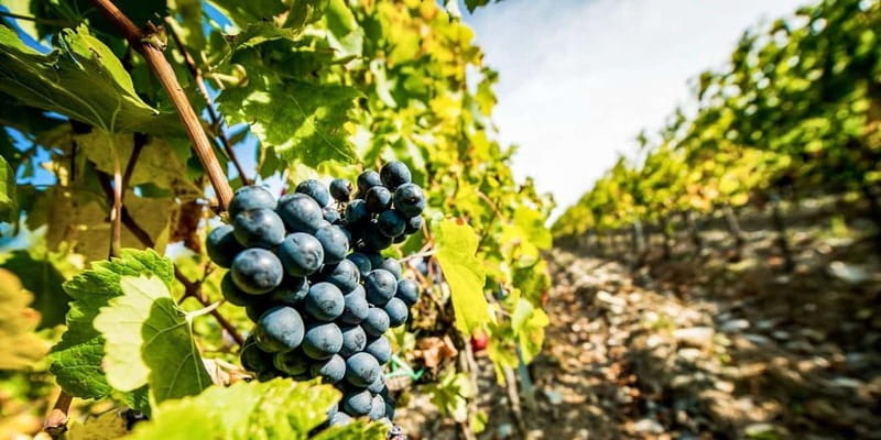 Romanian Wine Tasting Tour & Appetizers with Sommelier - The Journey Begins: From Bucharest to the Vineyards