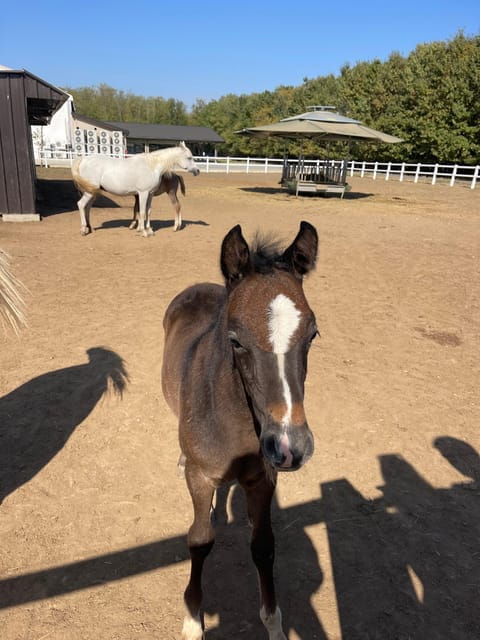 Romanian Wine Tasting Tour & Appetizers with Sommelier - Returning to Bucharest: A Relaxed End to a Full Day