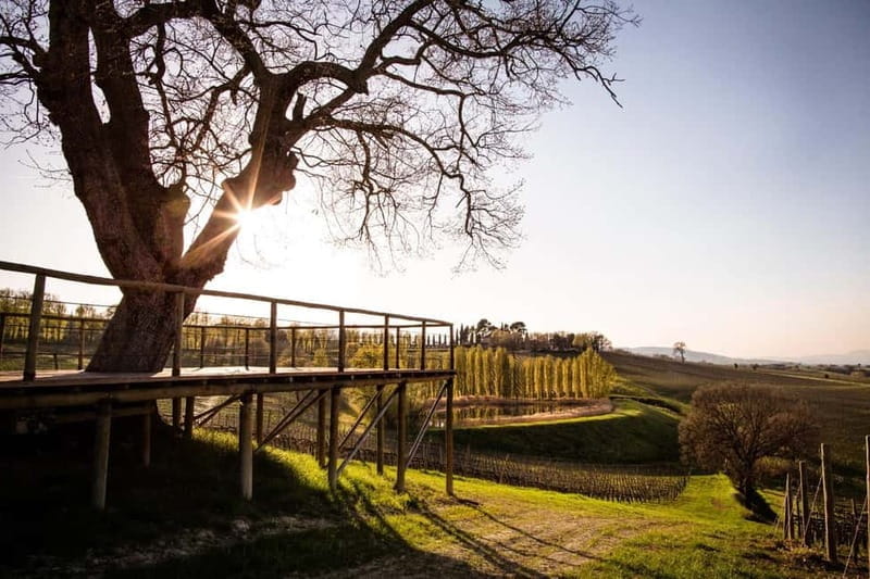 Rome: Assisi, Montefalco wines & Perugia Day Trip with Lunch - Who Will Love This Tour?