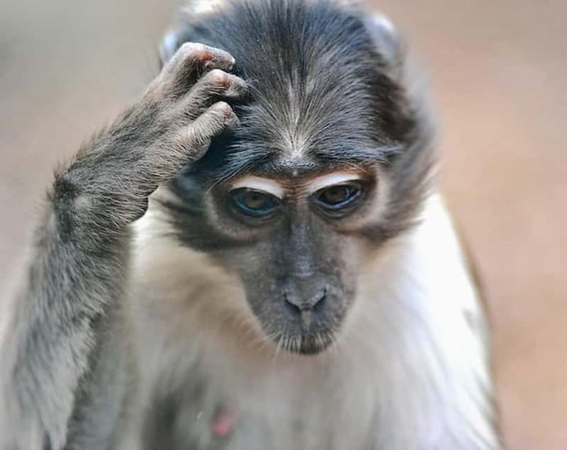 Rome: Entrance ticket to the Zoo+Tour by Golf Cart in Villa Borghese - Exploring Villa Borghese: Art, Gardens, and Hidden Corners