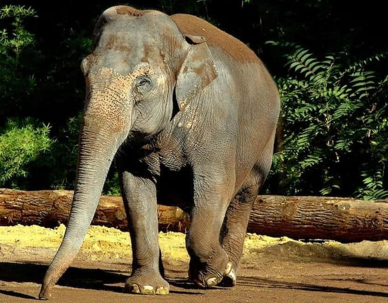 Rome: Entrance ticket to the Zoo+Tour by Golf Cart in Villa Borghese - Who Will Love This Tour?