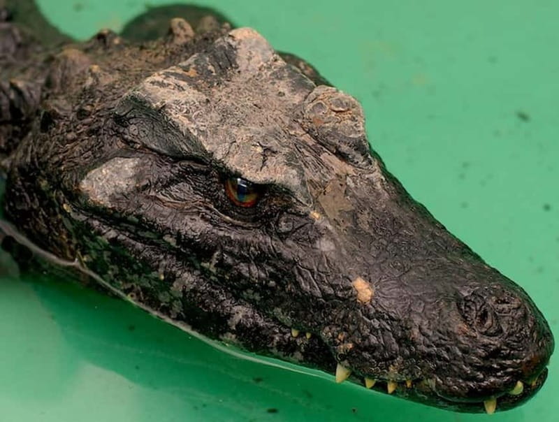 Rome: Entrance ticket to the Zoo+Tour by Golf Cart in Villa Borghese - Final Thoughts