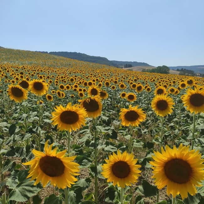 Rome to Tuscany (Florence) Private Transfer and Tour - An Authentic Taste of Tuscany: Rome to Florence Private Transfer and Tour