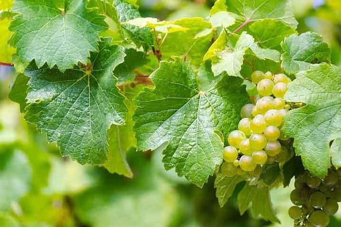 Rome Vineyards Wine tasting Private Day Tour - Walking the Appian Way (Via Appia Antica)