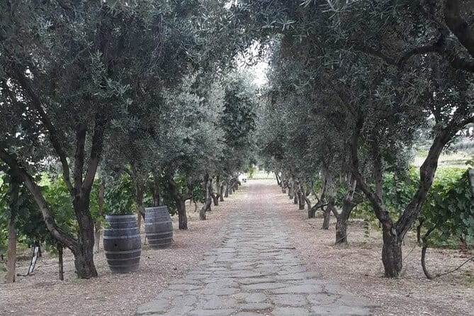 Rome: Wine Tour & Pizza Making Class in a Frascati's vineyard - 5 hours - Who Will Love This Tour?