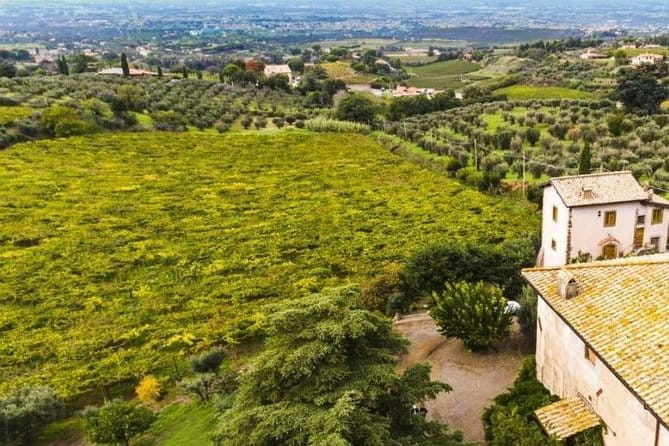 Rome: Wine Tour & Pizza Making Class in a Frascati's vineyard - 5 hours - FAQ