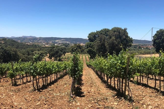 Ronda Day Tour and Winery Visits from Marbella - Key Points