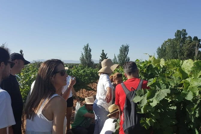 Ronda Day Tour and Winery Visits from Marbella - In-Depth Review of the Ronda Day Tour from Marbella