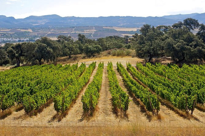 Ronda Private Full Day Wine Tour - Frequently Asked Questions
