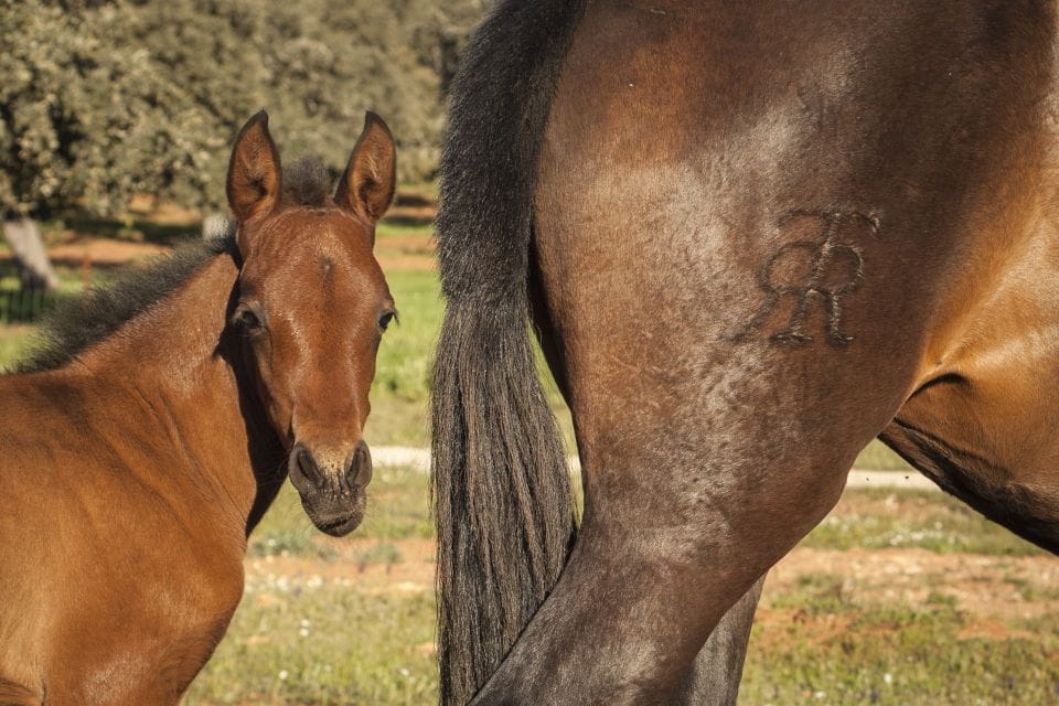 Ronda: Reservatauro Ronda Tour Ticket - Key Points