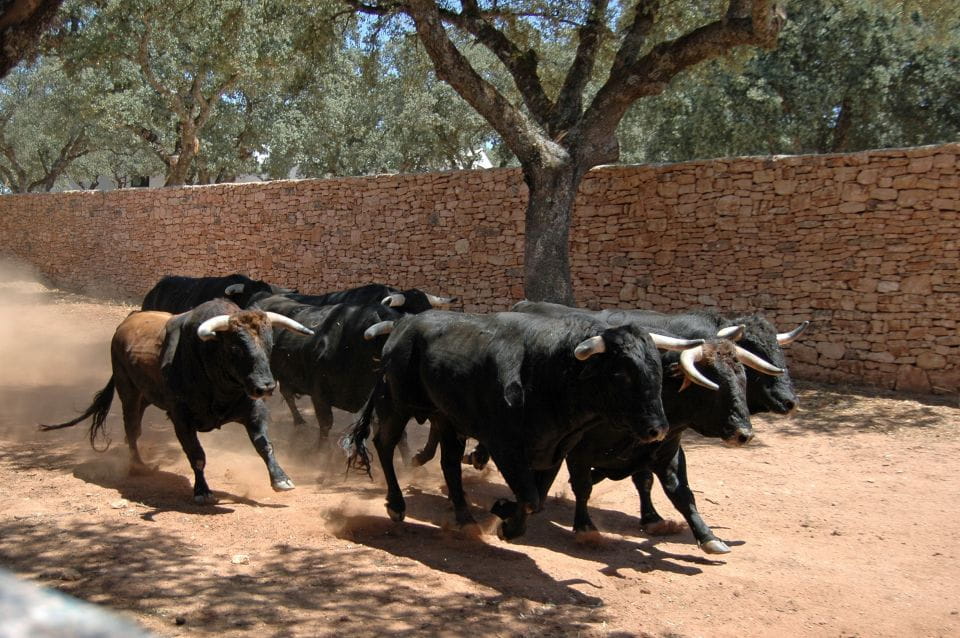 Ronda: Reservatauro Ronda Tour Ticket - Customer Reviews