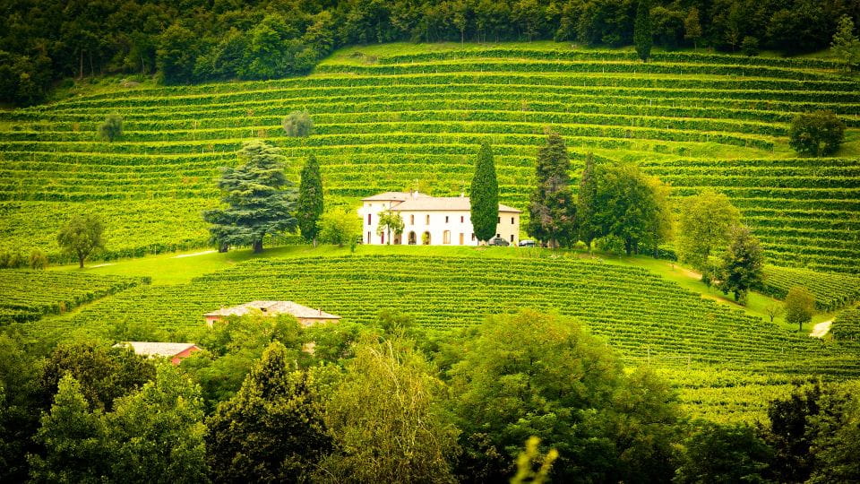 Ronda Winery Tour From Seville - Winery Visit and Tasting