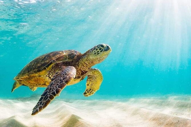 Rose Island 3 Islands Tour, Swim With Pigs, Turtles, Snorkelling. - Tour Confirmation and Accessibility