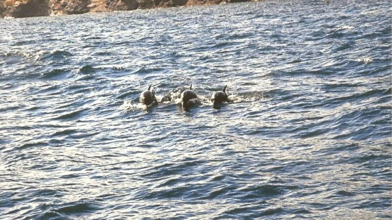 Roses: Cruise to Cala Murtra with Underwater Views - The Value and Practicalities