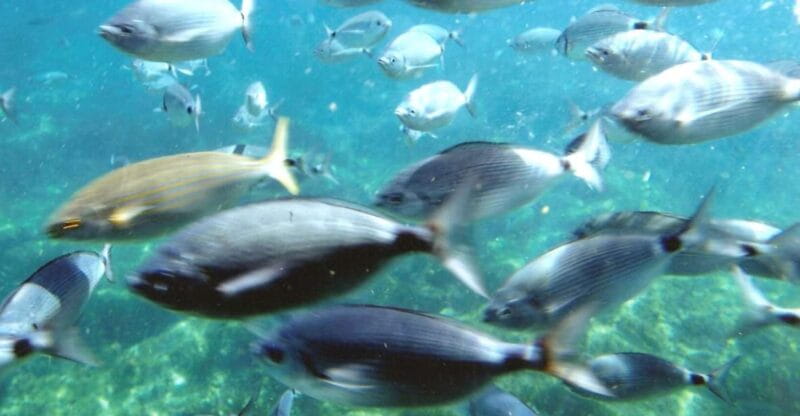 Roses: Cruise to Cala Murtra with Underwater Views - FAQs