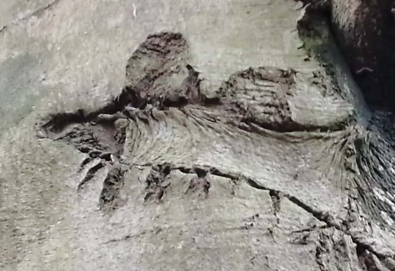 Rotenburg an der Fulda: Forest bathing with a certified guide - Entering the Forest: Setting the Scene for Mindfulness