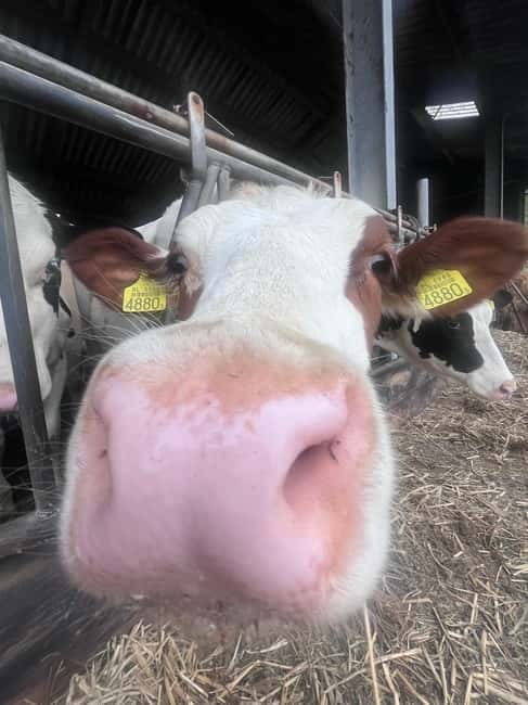 Rotterdam-Cheese Farm Experience - FAQ: Your Practical Questions Answered