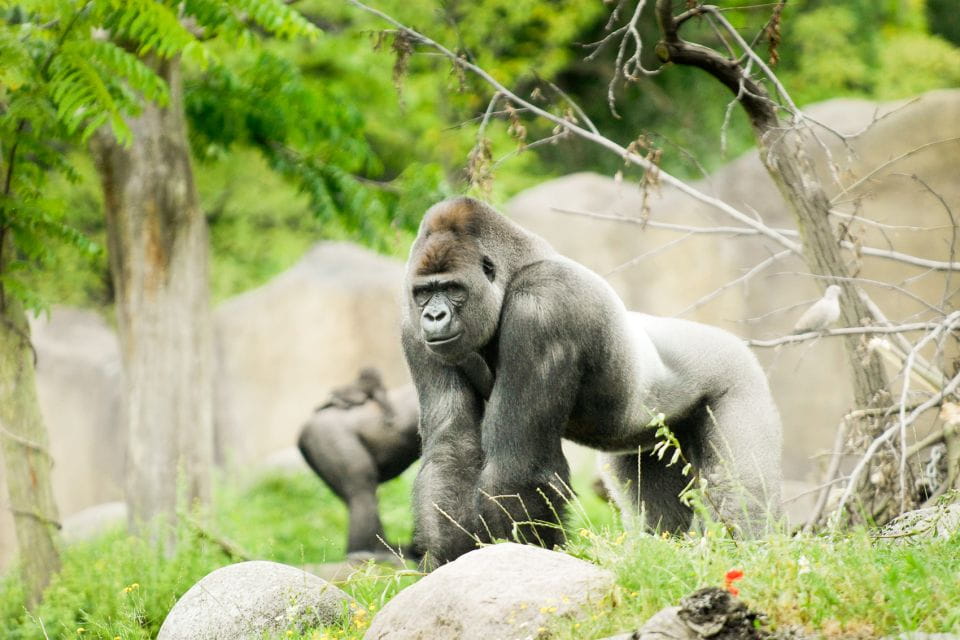 Rotterdam: Rotterdam Zoo Blijdorp Entry Ticket - Visitor Ratings and Feedback