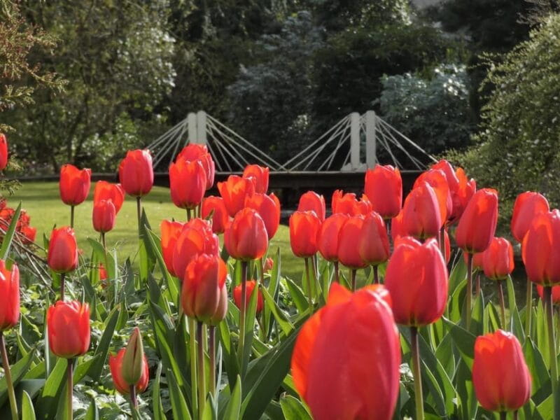 Rotterdam: Trompenburg Botanical Gardens Entry Ticket - Guided Walks, Workshops, and the Best Time to Visit
